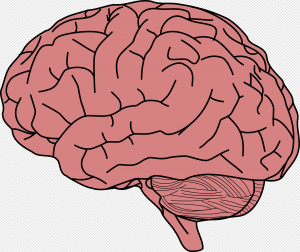 Brain PNG Transparent Images Download