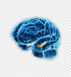 Brain PNG Transparent Images Download