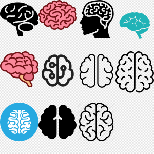 Brain Icon PNG Transparent Images Download