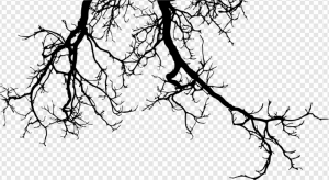 Branches PNG Transparent Images Download