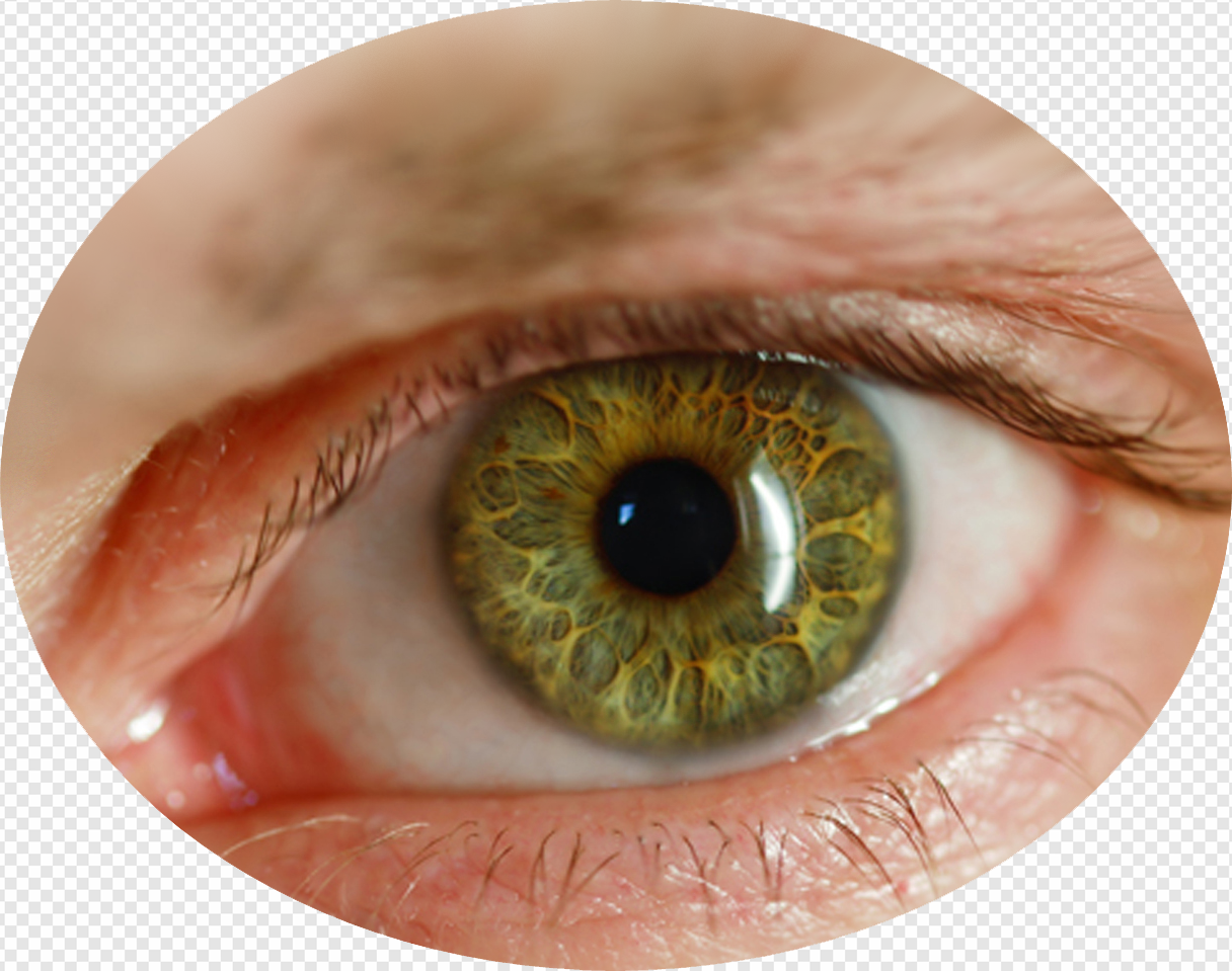 Зеленая радужка глаза. Глаза человека для фотошопа. Зеленый зрачок. Глаз человека.