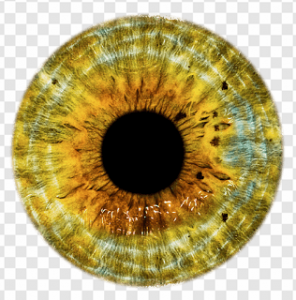 Brown Eye PNG Transparent Images Download
