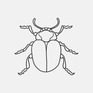 Bug PNG Transparent Images Download