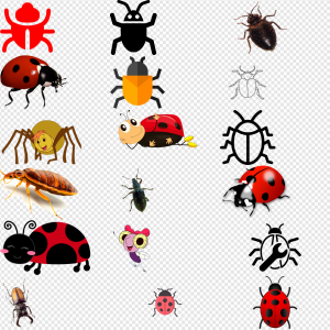 Bug PNG Transparent Images Download