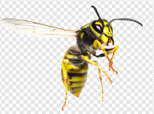 Wasp PNG Transparent Images Download