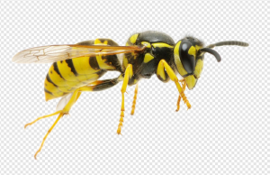 Wasp PNG Transparent Images Download