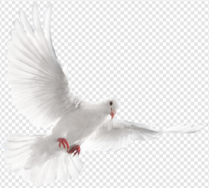 Wedding Pigeon PNG Transparent Images Download