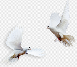 Wedding Pigeon PNG Transparent Images Download