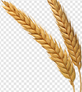 Wheat PNG Transparent Images Download