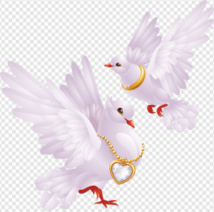 White Pigeon PNG Transparent Images Download