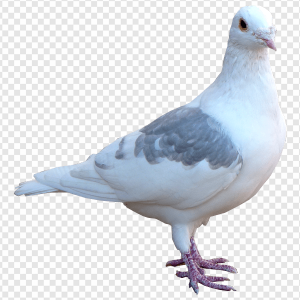 White Pigeon PNG Transparent Images Download