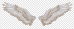Wing PNG Transparent Images Download