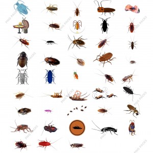 Roach PNG Transparent Images Download
