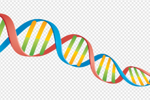 DNA PNG Transparent Images Download