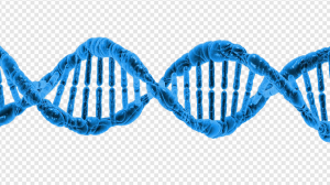 DNA PNG Transparent Images Download