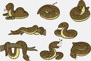 Anaconda PNG Transparent Images Download