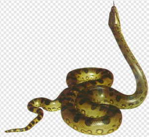 Anaconda PNG Transparent Images Download