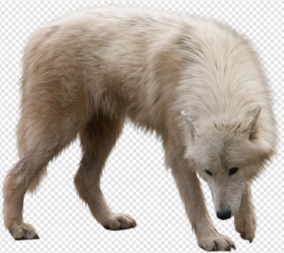 Arctic Fox PNG Transparent Images Download - PNG Packs