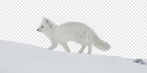 Arctic Fox PNG Transparent Images Download