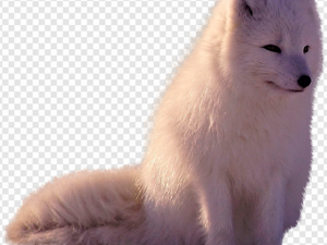Arctic Fox PNG Transparent Images Download