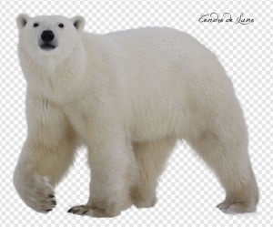 Bear PNG Transparent Images Download