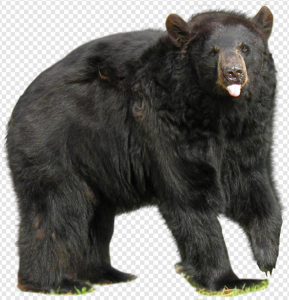 Bear PNG Transparent Images Download