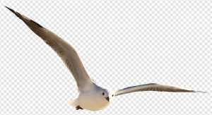 Birds PNG Transparent Images Download