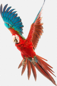 Birds PNG Transparent Images Download