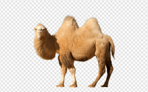 Camel PNG Transparent Images Download