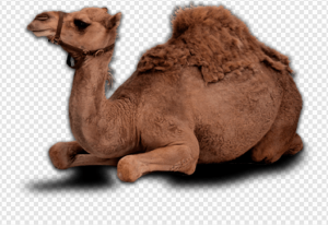 Camel PNG Transparent Images Download