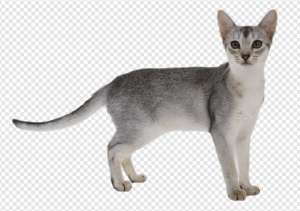Cat PNG Transparent Images Download