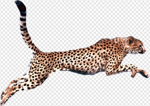 Cheetah PNG Transparent Images Download
