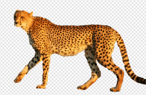 Cheetah PNG Transparent Images Download