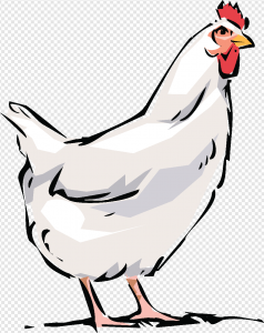 Chicken Bird PNG Transparent Images Download