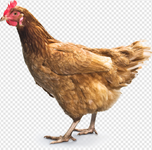 Chicken Bird PNG Transparent Images Download