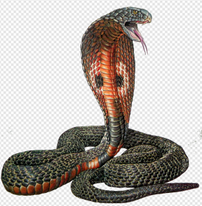 Cobra PNG Transparent Images Download