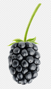Blackberry PNG Transparent Images Download