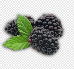 Blackberry PNG Transparent Images Download