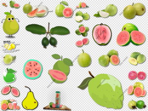 Guava PNG Transparent Images Download