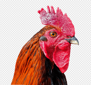 Cock PNG Transparent Images Download