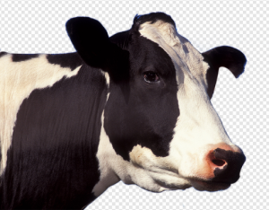 Cow PNG Transparent Images Download