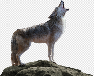 Coyote PNG Transparent Images Download
