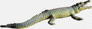 Crocodile PNG Transparent Images Download