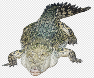 Crocodile PNG Transparent Images Download
