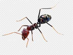 Ants PNG Transparent Images Download