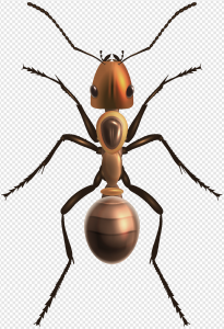 Ants PNG Transparent Images Download