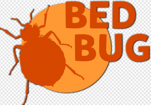 Bed Bug PNG Transparent Images Download