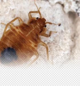 Bed Bug PNG Transparent Images Download