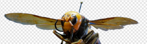 Bee PNG Transparent Images Download
