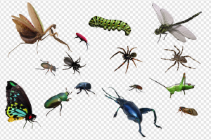 Bugs PNG Transparent Images Download